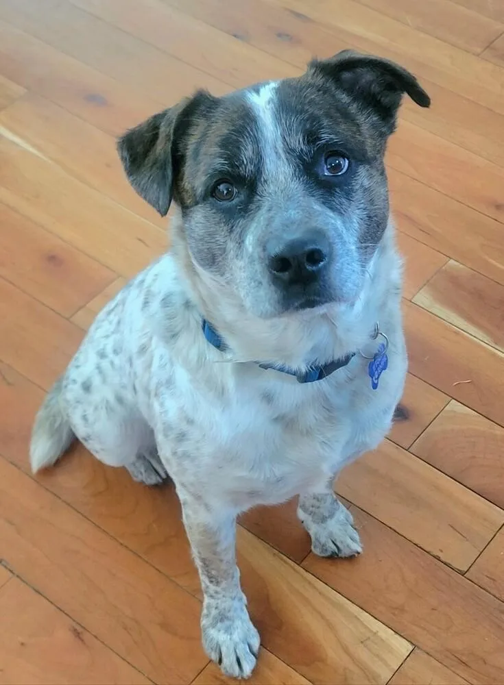 An adult medium-sized male Cattle Dog dog named Ranger for adoption in Broomfield, CO