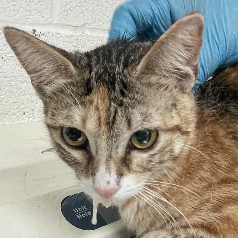 A young medium-sized female Calico Domestic Short Hair cat named Ruby for adoption in Edinburg, TX