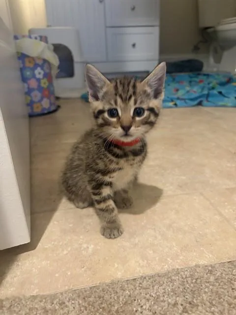 A baby small-sized male Domestic Short Hair cat named Joseph for adoption in Statesville, NC