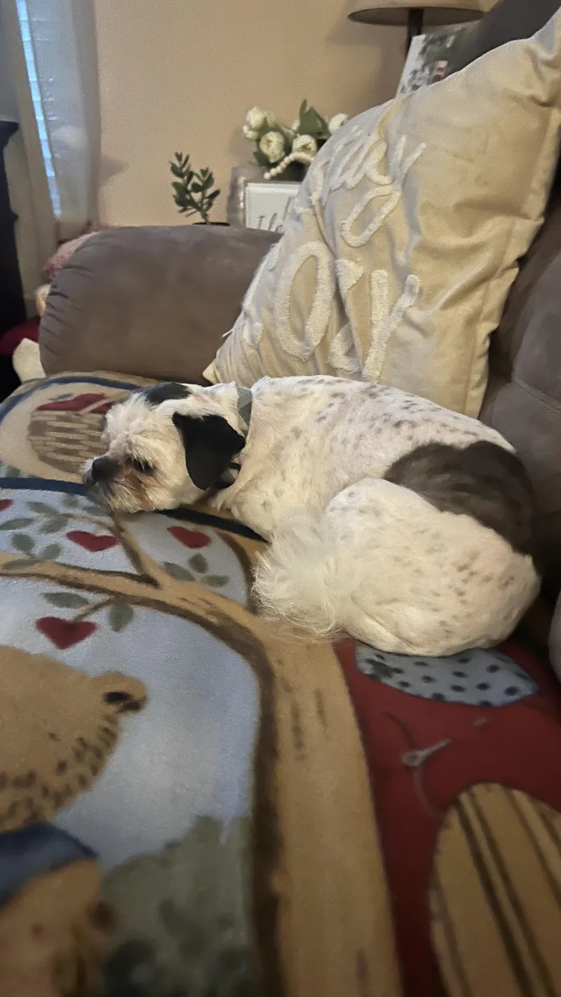 Sterling thumbnail 2