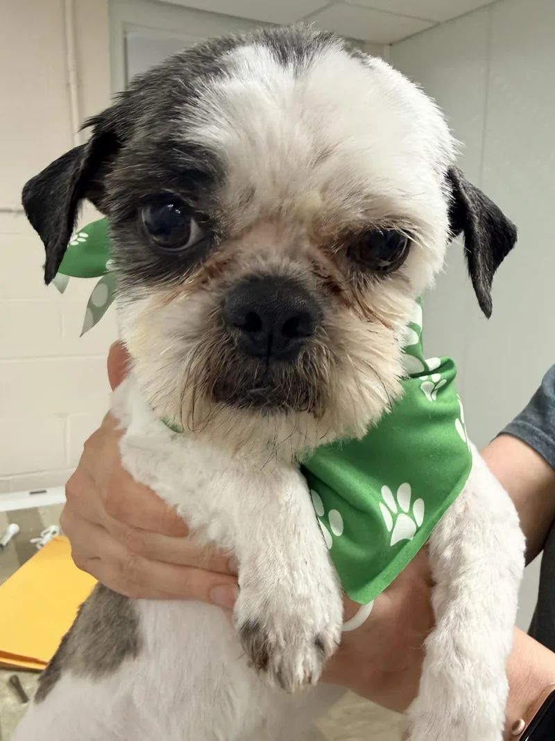 An adult small-sized male Bicolor Shih Tzu dog named Sterling for adoption in Lexington, KY