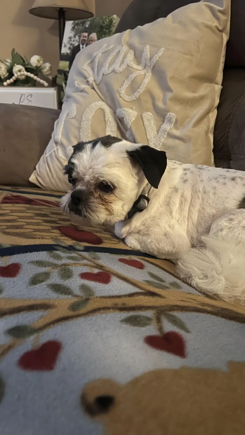 Sterling thumbnail 3