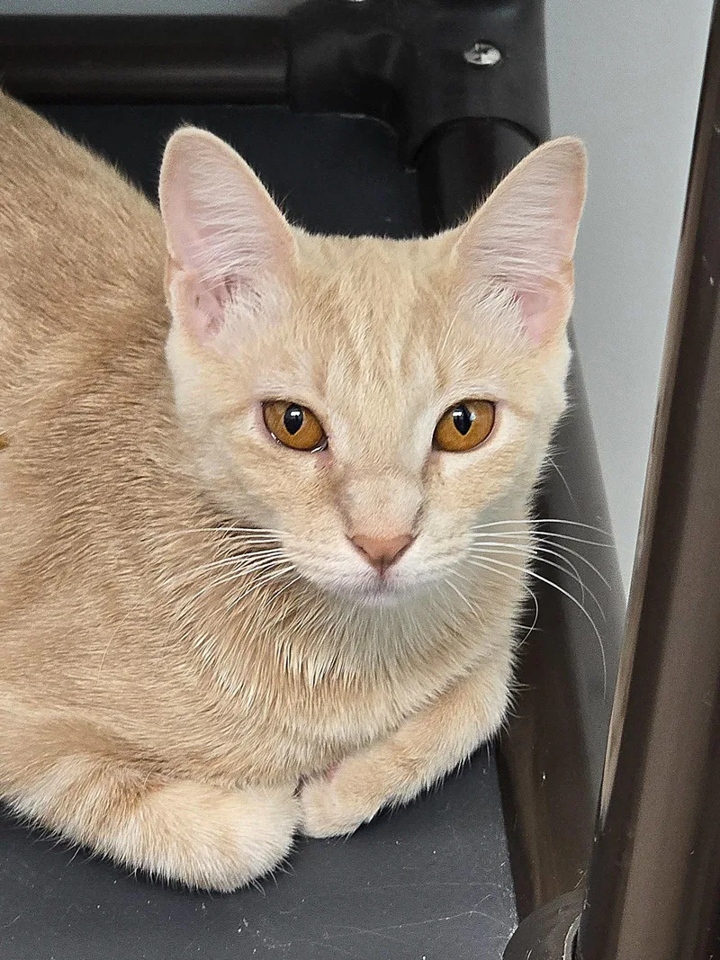 A young small-sized female Orange / Red Domestic Short Hair cat named Buttercup for adoption in Locust Grove, GA