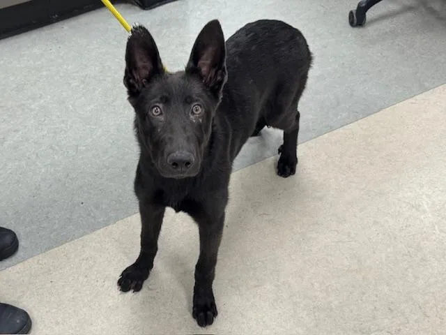 A baby medium-sized female German Shepherd Dog dog named Petra for adoption in Van Nuys, CA