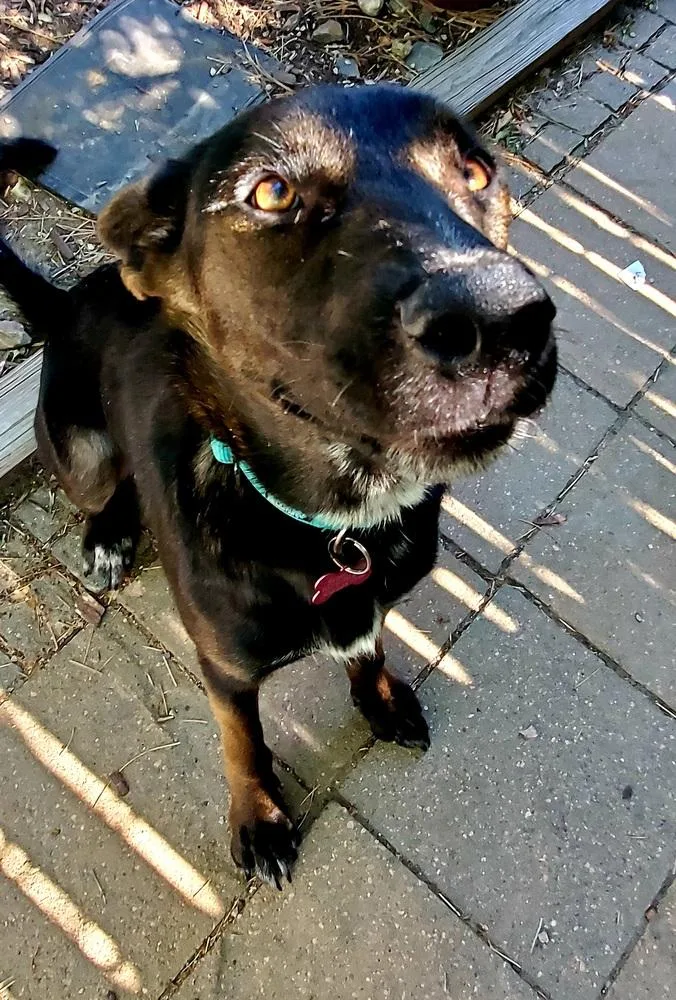 A young medium-sized female Australian Kelpie dog named Sofia for adoption in Broomfield, CO