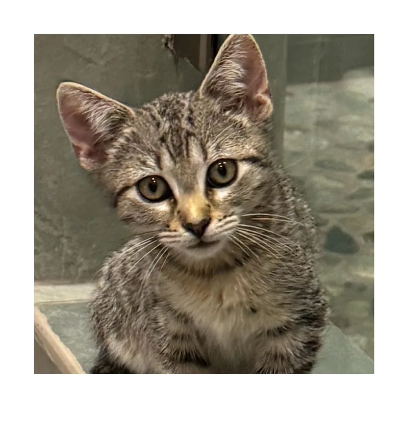A baby small-sized male Gray / Blue / Silver Domestic Short Hair cat named Pinto Bean for adoption in San Pedro, CA