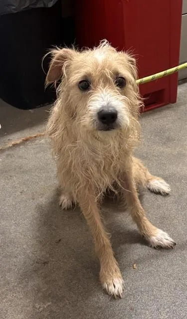 An adult medium-sized male Cairn Terrier dog named Pryce for adoption in Upper Marlboro, MD