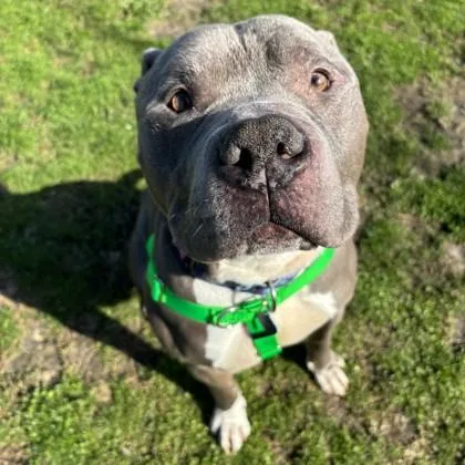 An adult large-sized male Pit Bull Terrier dog named Scooby for adoption in Wheaton, IL