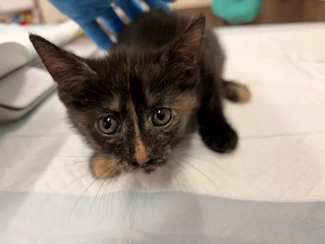 A baby small-sized female Domestic Short Hair cat named Sashimi for adoption in Baytown, TX