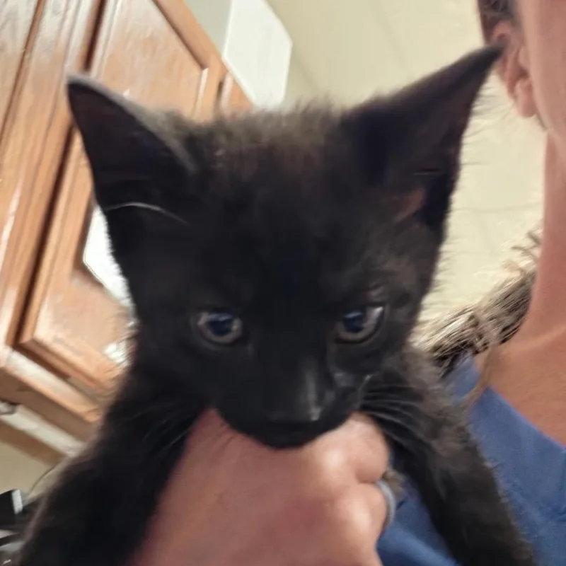 A baby small-sized male Black Domestic Short Hair cat named Vudu U for adoption in Tupelo, MS
