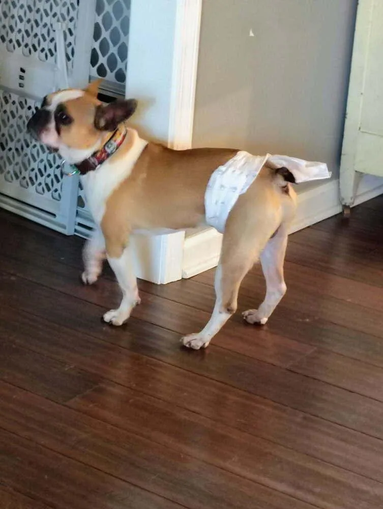 Oliver Beecher Bethpage 