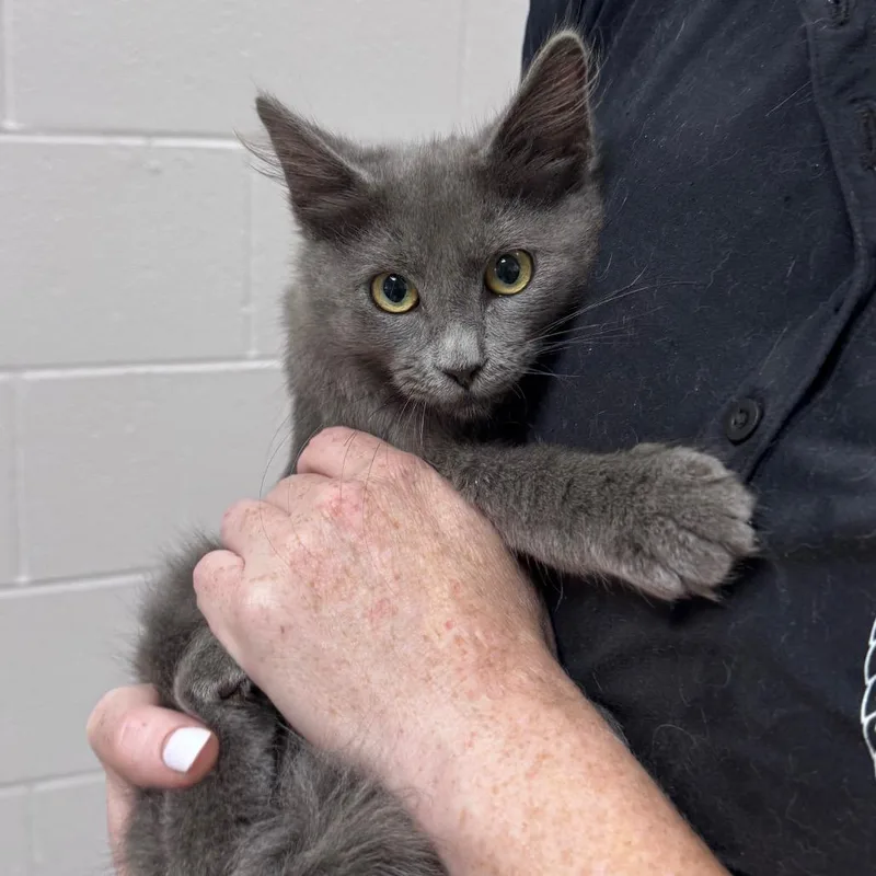 A baby small-sized male Domestic Medium Hair cat named Sardine for adoption in Lufkin, TX