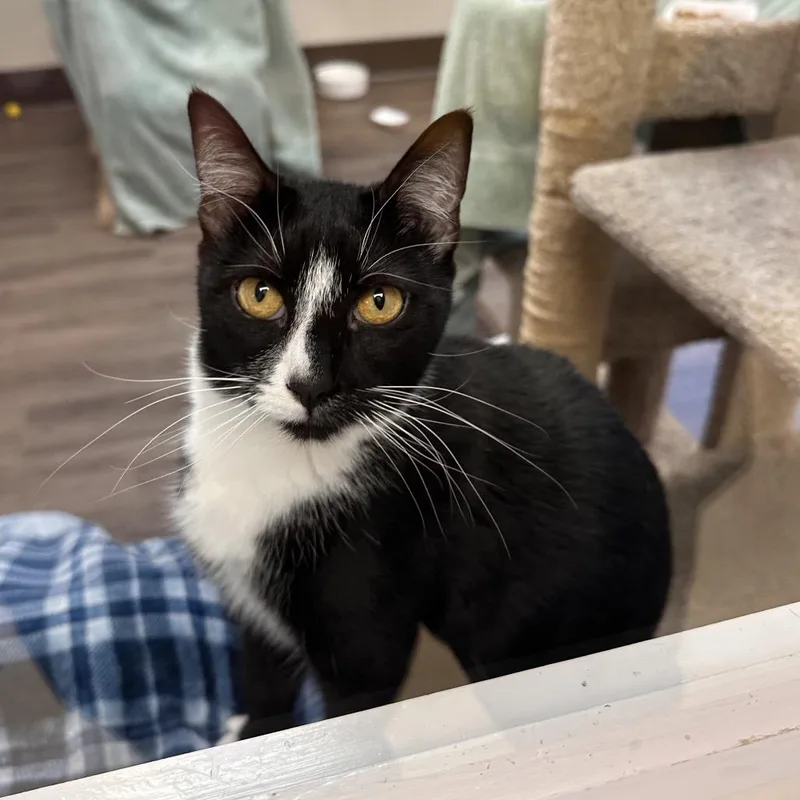 A young medium-sized female Black Domestic Short Hair cat named Boo for adoption in Spokane, WA