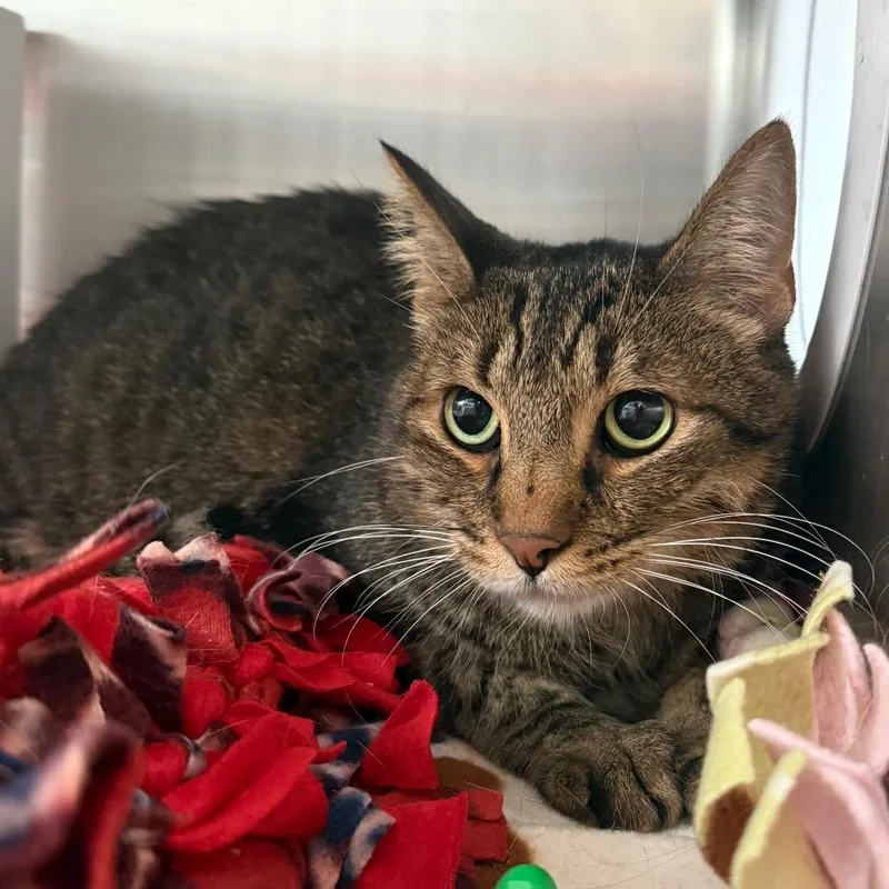An adult large-sized male Domestic Short Hair cat named Loafy for adoption in Cedaredge, CO