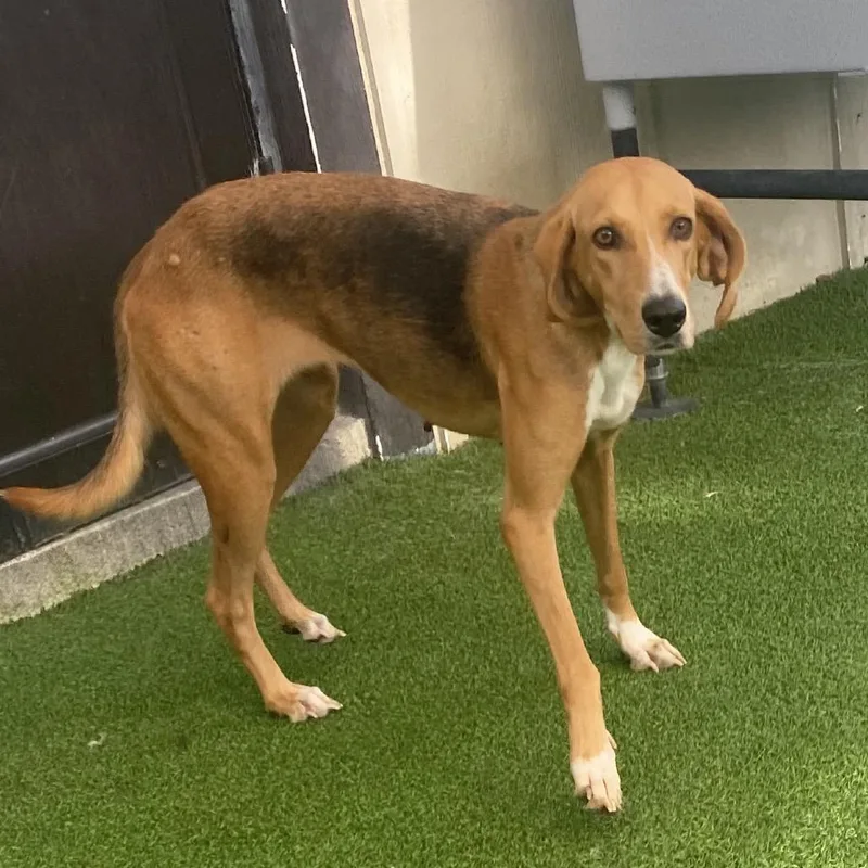 An adult medium-sized female Red / Chestnut / Orange Hound dog named Olivia for adoption in LOXAHATCHEE, FL