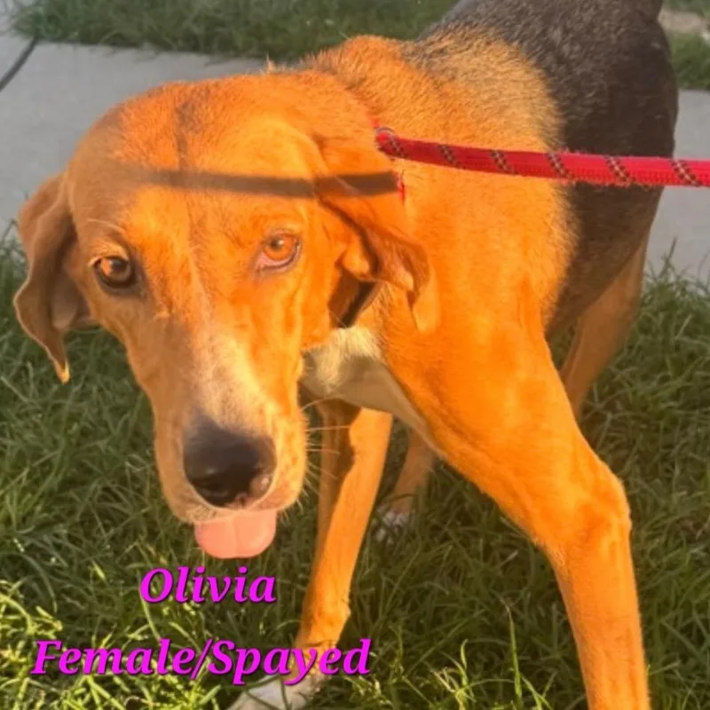 Olivia thumbnail 3