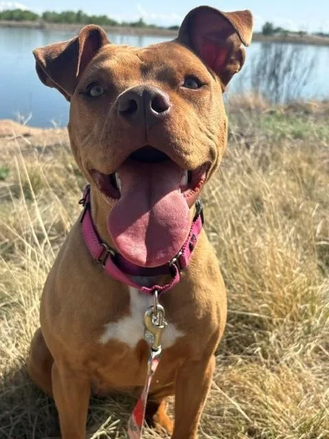 A young medium-sized female Pit Bull Terrier dog named Amber for adoption in Brighton, CO