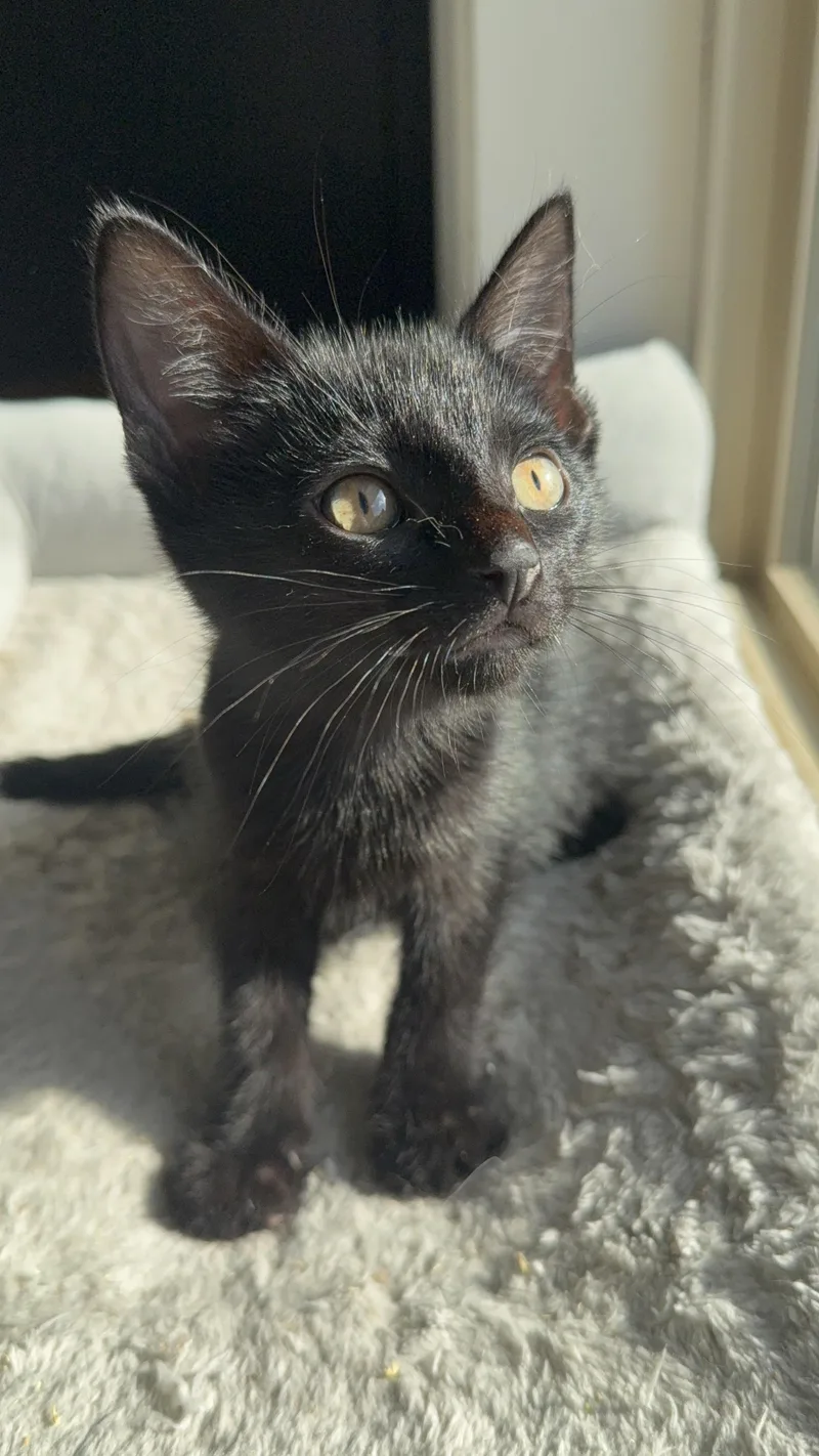 A baby medium-sized male Black Domestic Short Hair cat named Carbon for adoption in Portland, OR