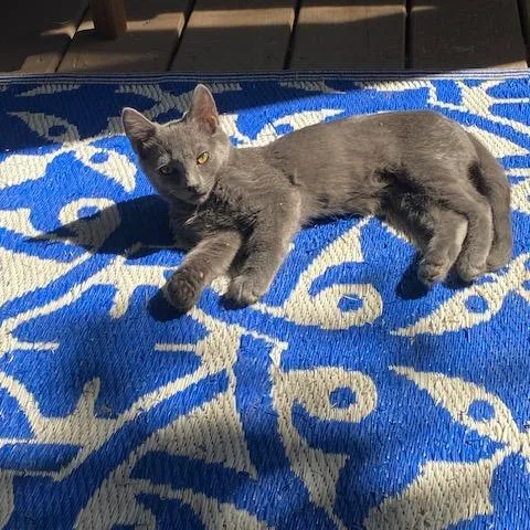A baby small-sized male Gray / Blue / Silver Domestic Short Hair cat named Hamster for adoption in Durham, NC