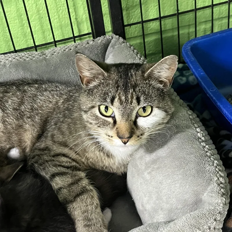A young medium-sized female Tabby (Gray / Blue / Silver) Tabby cat named Dolly for adoption in Pompton Plains, NJ