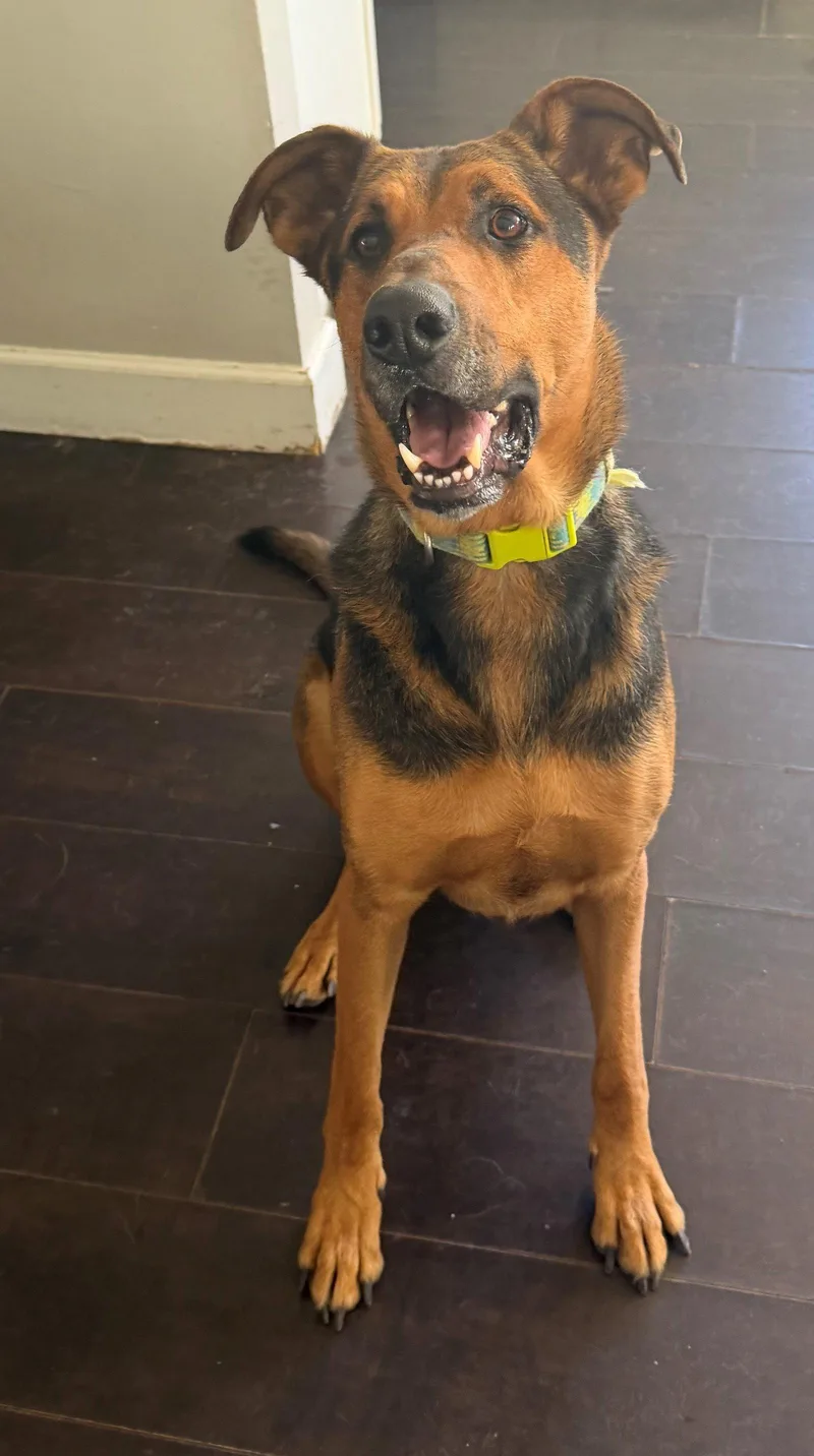 An adult extra large-sized male Shepherd dog named Tucker for adoption in Oceanside, CA