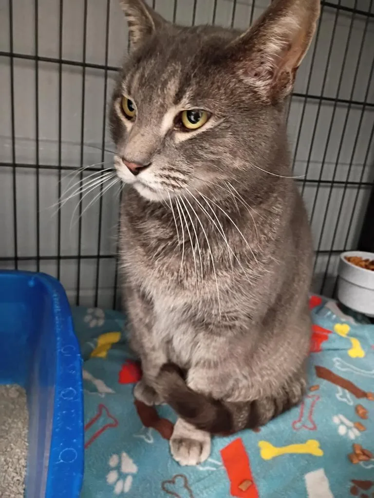 A young large-sized male Domestic Short Hair cat named Stealy for adoption in Muskegon, MI