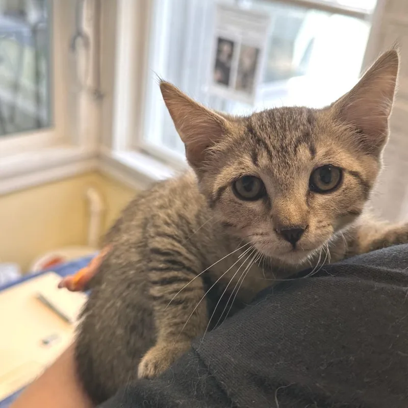 A baby small-sized female Brown / Chocolate Domestic Short Hair cat named Erindale for adoption in East Smithfield , PA