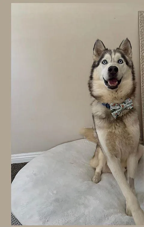 An adult medium-sized male Gray / Blue / Silver Husky dog named Buddy for adoption in Studio City, CA