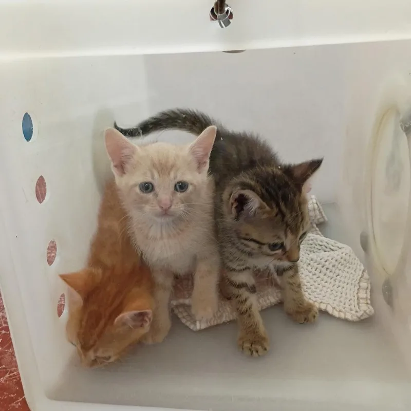 A baby small-sized male Orange / Red Domestic Short Hair cat named Dos for adoption in Columbus, GA