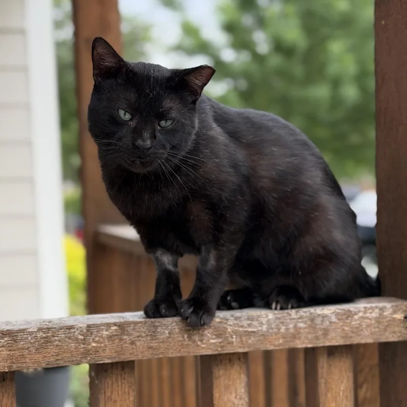 An adult large-sized male Black Domestic Short Hair cat named Blue for adoption in Prosper, TX