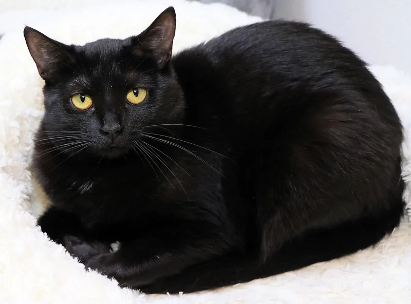 Yuletide thumbnail 2