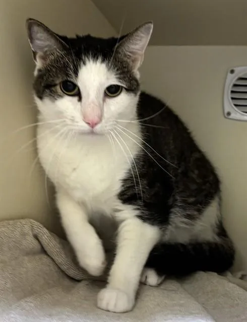 An adult medium-sized male Domestic Short Hair cat named Tommy for adoption in Dedham, MA