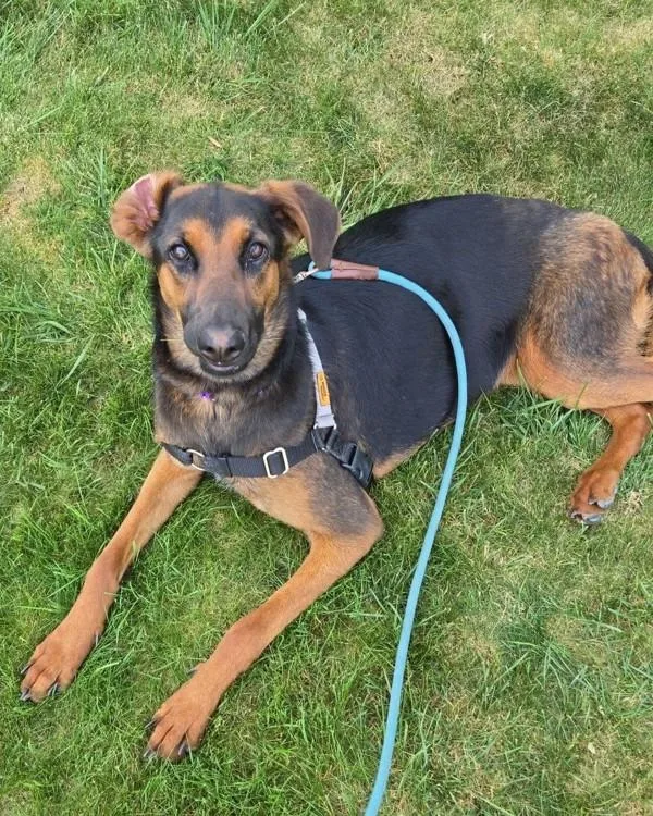 A young medium-sized female German Shepherd Dog dog named Charlotte for adoption in Novato, CA