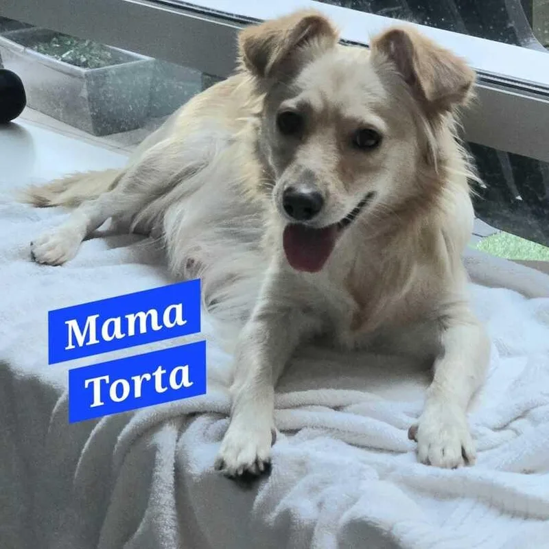A baby small-sized female Terrier dog named Salsa for adoption in San Diego, CA