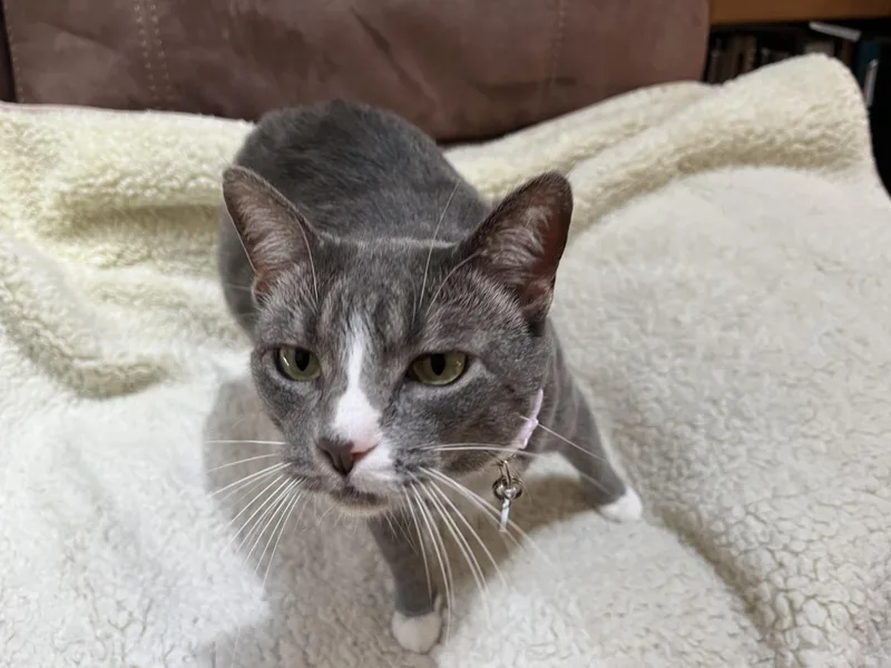 An adult medium-sized female Gray & White Domestic Short Hair cat named Shiva for adoption in San Jose, CA