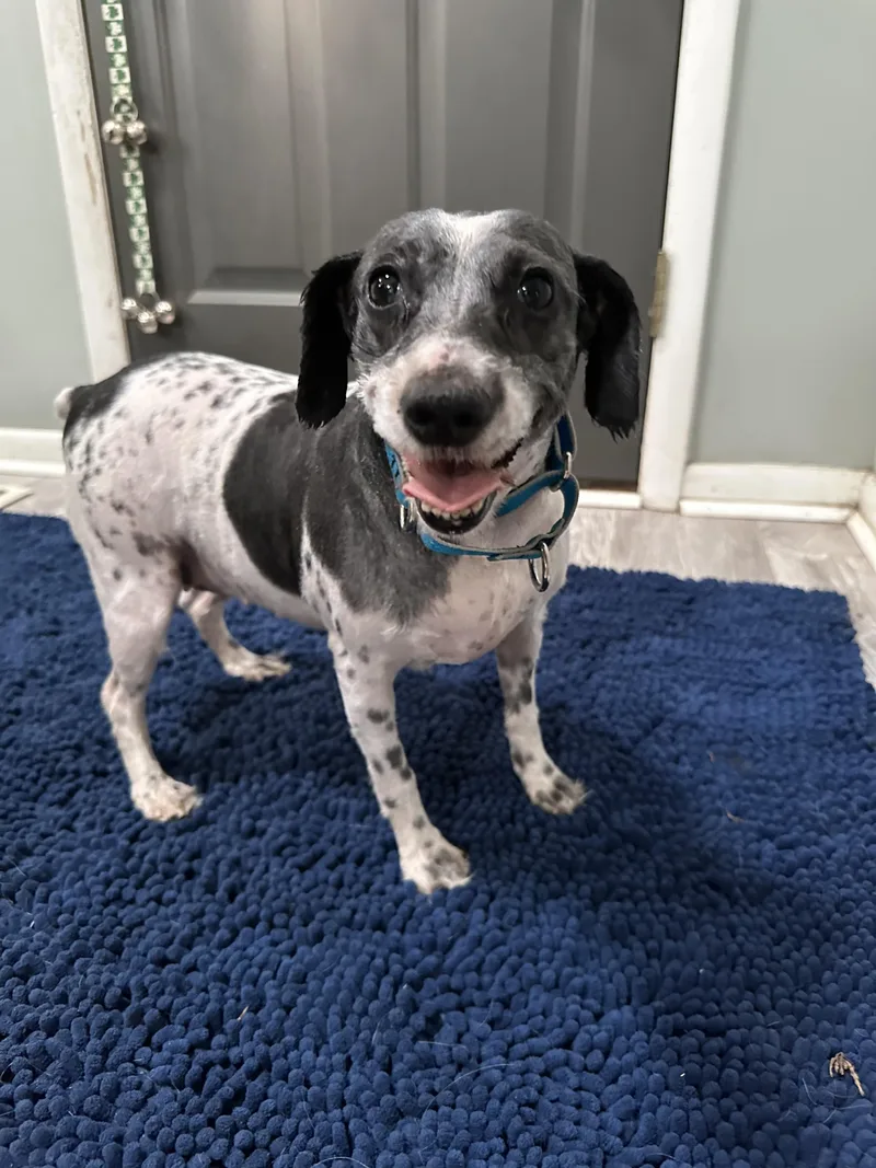 An adult medium-sized female Miniature Schnauzer dog named Debby for adoption in Havertown, PA
