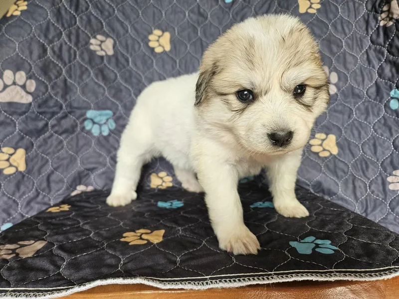 A baby extra large-sized female Great Pyrenees dog named Mulan for adoption in Croydon, NH