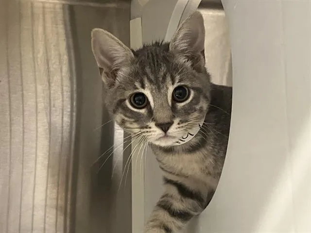 A baby small-sized female Domestic Short Hair cat named Misty for adoption in Tustin, CA