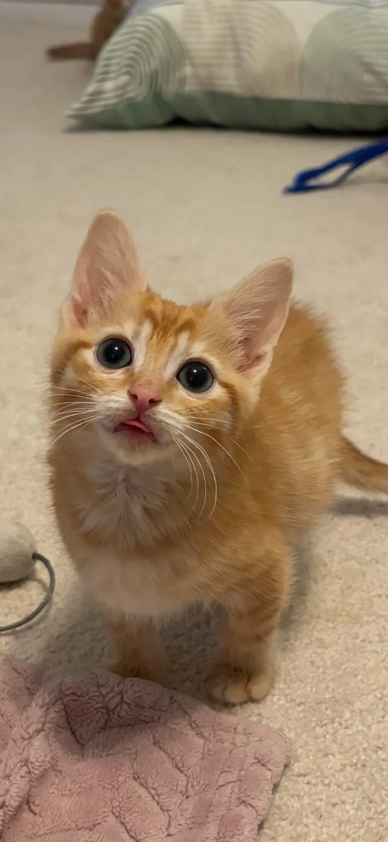 A baby medium-sized male Orange / Red Domestic Short Hair cat named Steve for adoption in Lawrenceville, GA