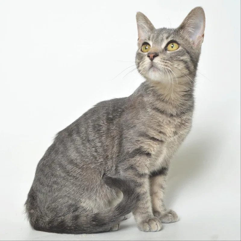 An adult medium-sized male Gray / Blue / Silver Domestic Short Hair cat named Clay for adoption in Springfield, IL