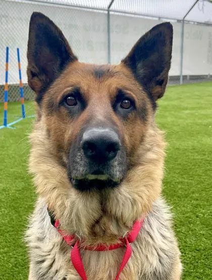 An adult large-sized male German Shepherd Dog dog named Max for adoption in Seattle, WA