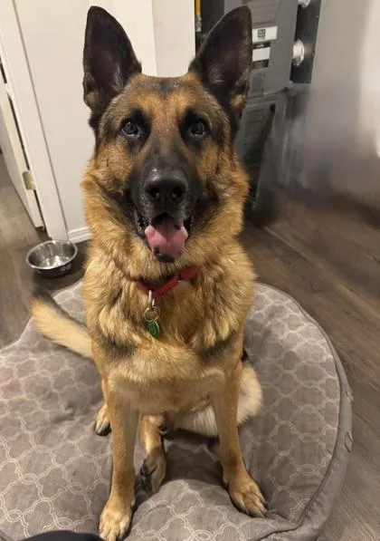 An adult large-sized male German Shepherd Dog dog named Max for adoption in Seattle, WA
