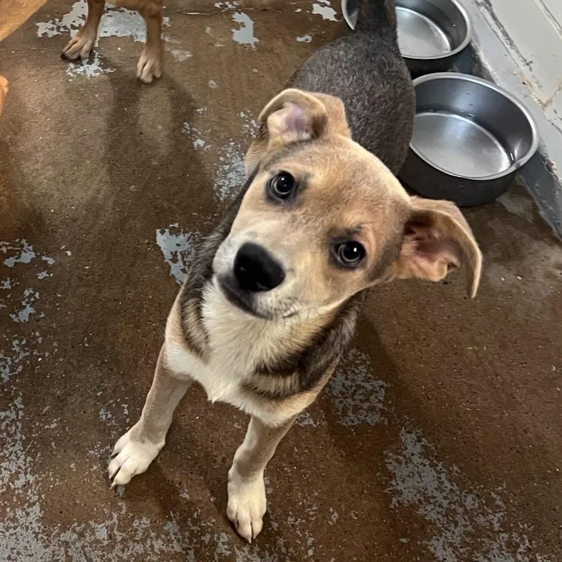 Peter Pan P thumbnail 2