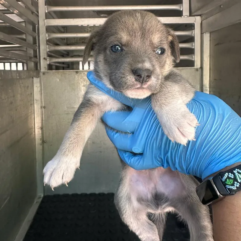 Peter Pan P thumbnail 3