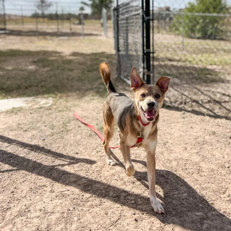 Peter Pan P thumbnail 5