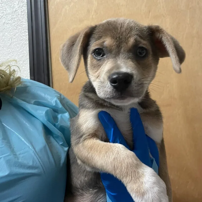 Peter Pan P thumbnail 6