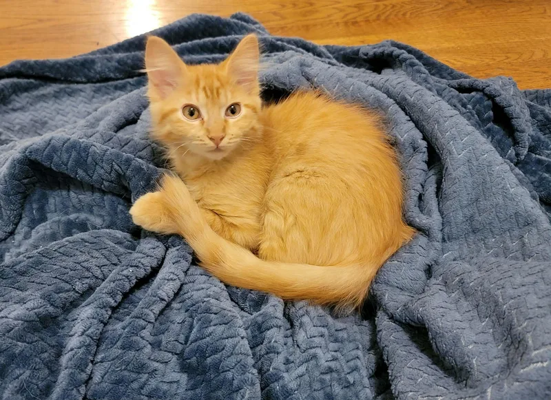 Winston