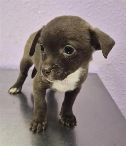 A baby small-sized female Brown / Chocolate Mixed Breed dog named 61806514 for adoption in El Paso, TX
