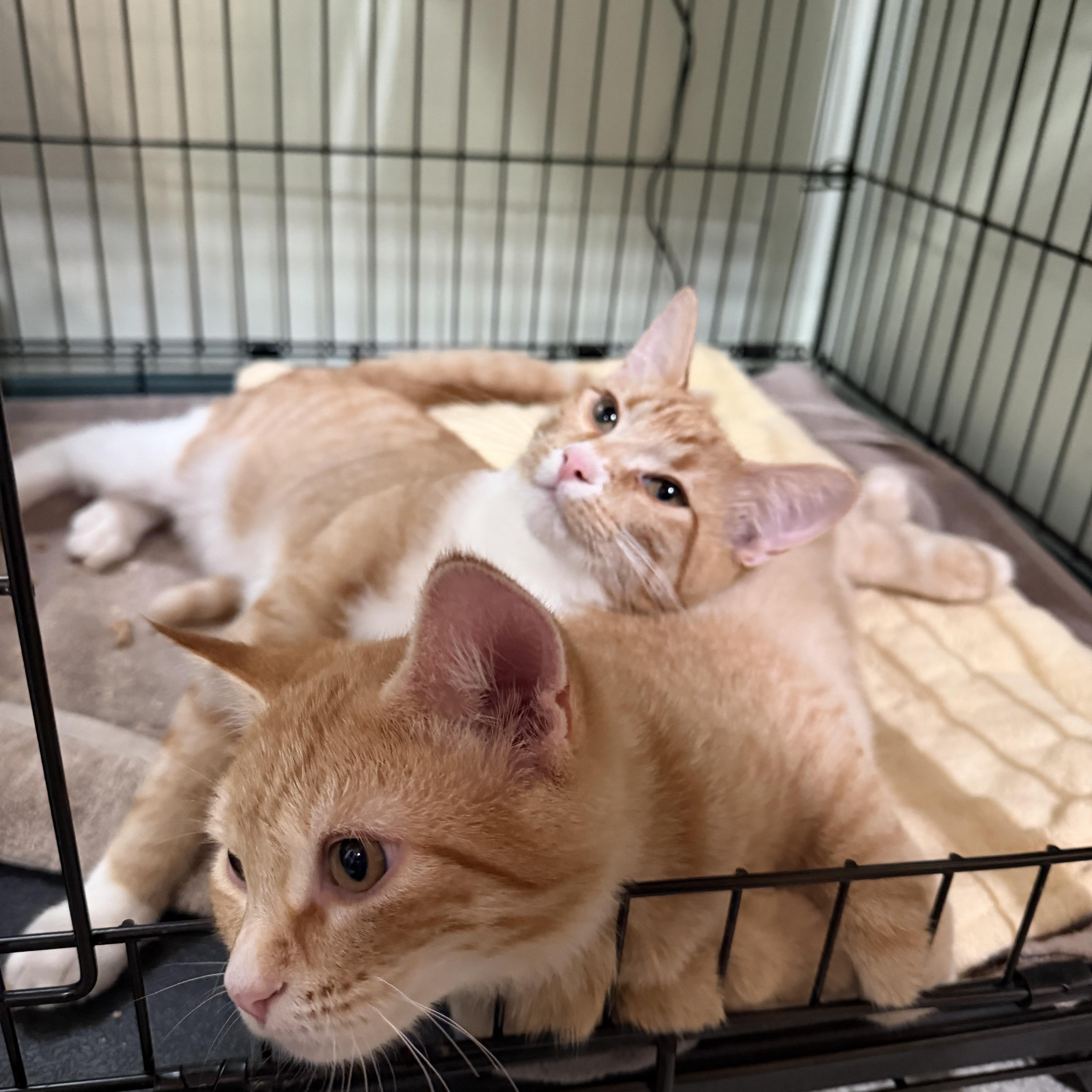 A baby medium-sized male Tabby (Orange / Red) Domestic Short Hair cat named Archie for adoption in Kent, WA