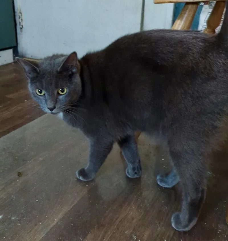 An adult medium-sized male Gray & White Domestic Short Hair cat named Phillip & Runty for adoption in Jacksonville, FL
